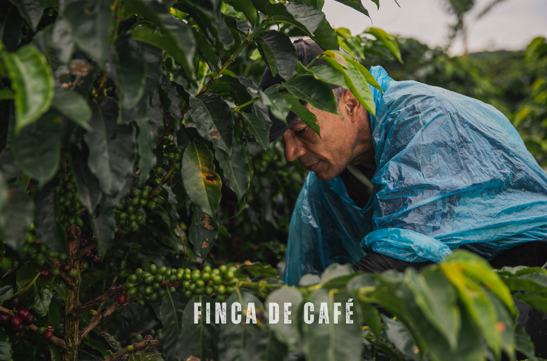 Finca de café en Colombie avec piscine et vue sur les collines verdoyantes, au cœur d'une plantation de café et de bananes."