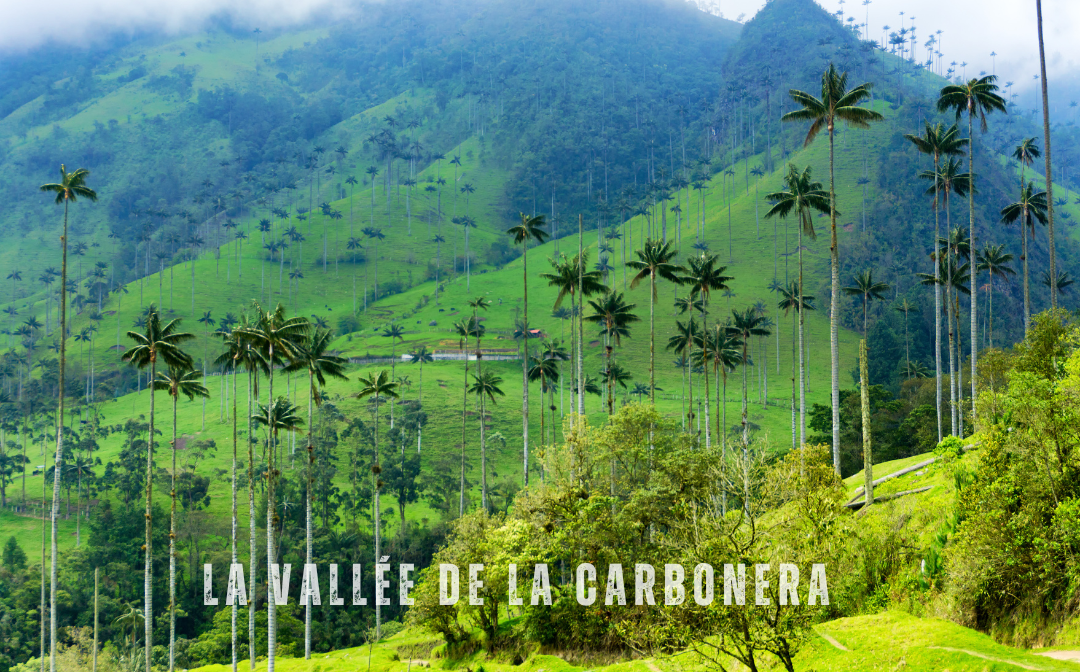 La vallée de la Carbonera en Colombie, avec ses majestueux palmiers à cire s’élevant au-dessus des collines verdoyantes sous un ciel brumeux. Un paysage naturel préservé offrant une vue à couper le souffle, caractéristique de la région du café.